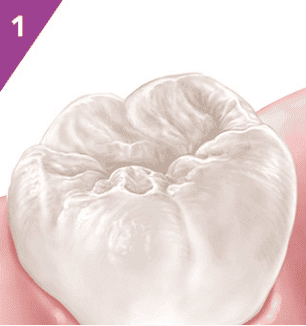 Detailní pohled na zdravý lidský zub a dáseň.